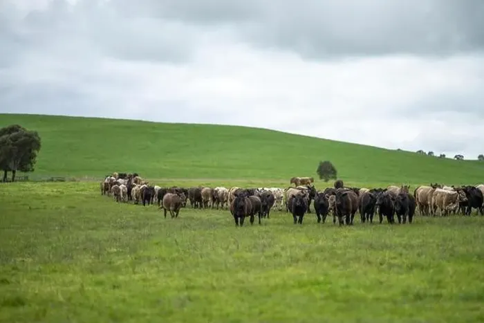 Framed Print : lose up of Stud Beef bulls, cows and calves grazing on grass in a field Framed Print : lose up of Stud Beef bulls, cows and calves grazing on grass in a field