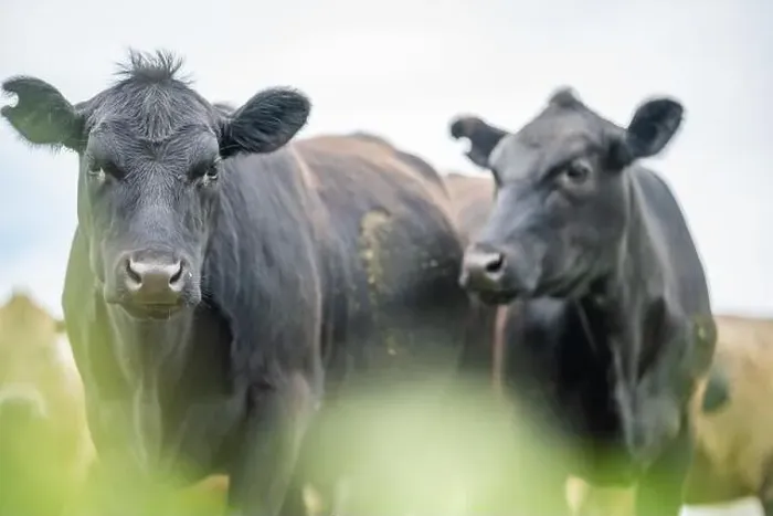 Framed Print : lose up of Stud Beef bulls, cows and calves grazing on grass in a field Framed Print : lose up of Stud Beef bulls, cows and calves grazing on grass in a field