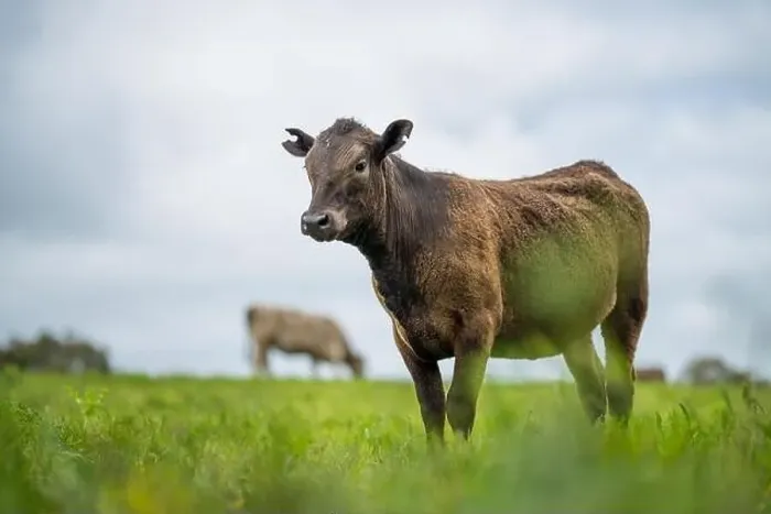 Framed Print : lose up of Stud Beef bulls, cows and calves grazing on grass in a field Framed Print : lose up of Stud Beef bulls, cows and calves grazing on grass in a field