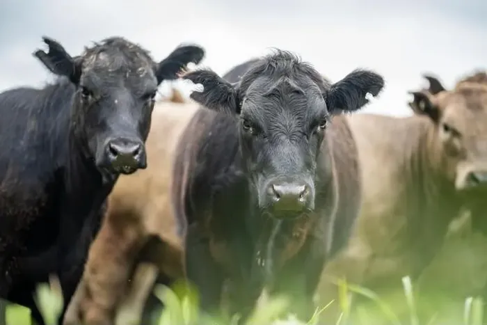 Framed Print : lose up of Stud Beef bulls, cows and calves grazing on grass in a field Framed Print : lose up of Stud Beef bulls, cows and calves grazing on grass in a field