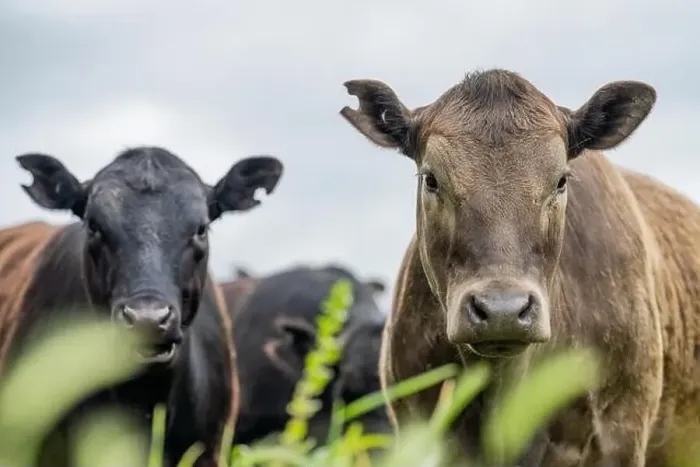 Framed Print : lose up of Stud Beef bulls, cows and calves grazing on grass in a field Framed Print : lose up of Stud Beef bulls, cows and calves grazing on grass in a field
