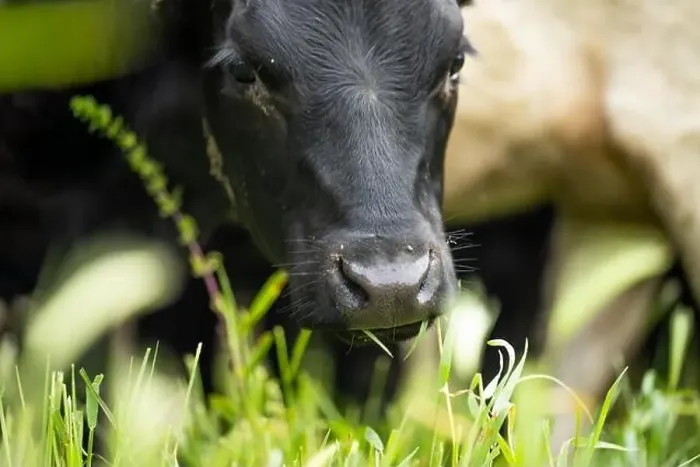 Framed Print : lose up of Stud Beef bulls, cows and calves grazing on grass in a field Framed Print : lose up of Stud Beef bulls, cows and calves grazing on grass in a field