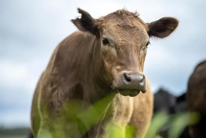 Framed Print : lose up of Stud Beef bulls, cows and calves grazing on grass in a field Framed Print : lose up of Stud Beef bulls, cows and calves grazing on grass in a field