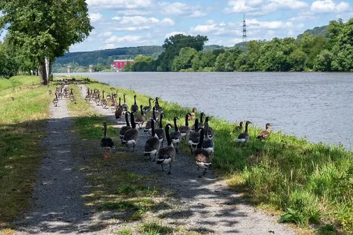 Framed Print : A lot of Canada geese ( Branta canadensis ) walking on a dirt road near the river bank Framed Print : A lot of Canada geese ( Branta canadensis ) walking on a dirt road near the river bank