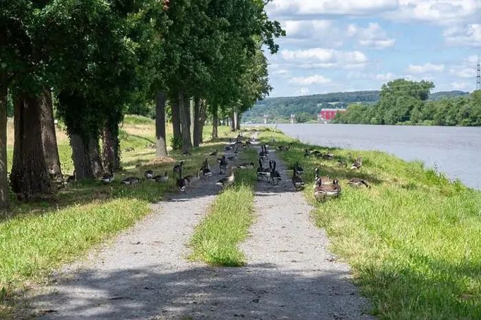Framed Print : A lot of Canada geese ( Branta canadensis ) walking on a dirt road near the river bank Framed Print : A lot of Canada geese ( Branta canadensis ) walking on a dirt road near the river bank