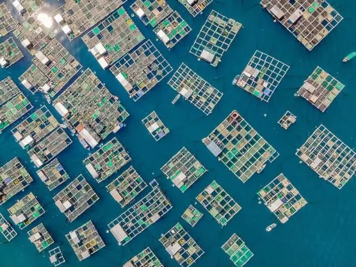 Framed Print : Lots of marine farms in a blue sea water. Sea farming concept Framed Print : Lots of marine farms in a blue sea water. Sea farming concept
