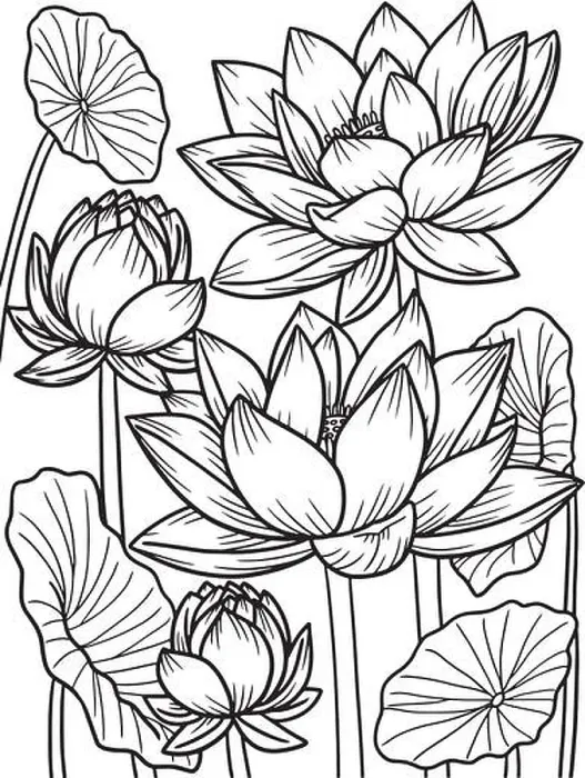 Framed Print : Lotus Flower Coloring Page for Adults Framed Print : Lotus Flower Coloring Page for Adults