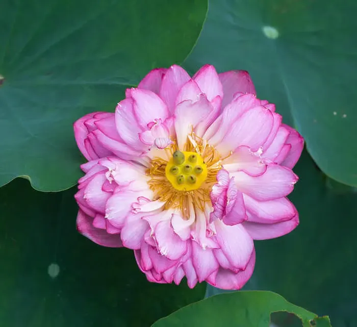 Framed Print : Lotus flower and Lotus flower plants Framed Print : Lotus flower and Lotus flower plants