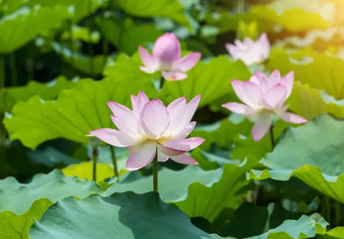 Framed Print : Lotus flower and Lotus flower plants Framed Print : Lotus flower and Lotus flower plants