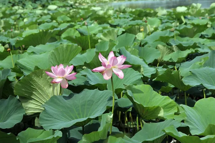Framed Print : Lotus flower plants Framed Print : Lotus flower plants