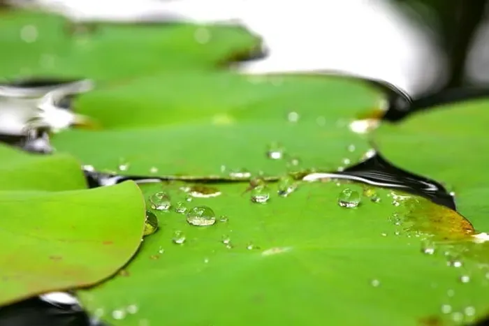 Framed Print : Lotus leaf Framed Print : Lotus leaf