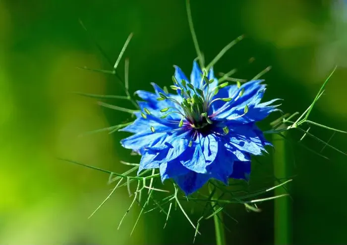 Framed Print : Love-in-the-mist blossom (Nigella damascena) Framed Print : Love-in-the-mist blossom (Nigella damascena)
