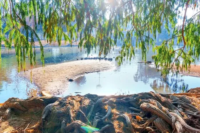Framed Print : Lovely view of ducks on a sandy bank while large trees and roots frame the scene at Riverside waterfront in California Framed Print : Lovely view of ducks on a sandy bank while large trees and roots frame the scene at Riverside waterfront in California