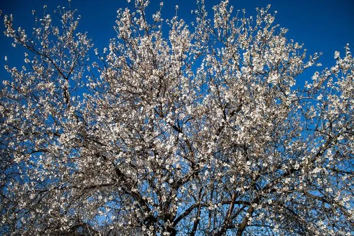 Framed Print : A low angle view of an almond tree blossoming in spring Framed Print : A low angle view of an almond tree blossoming in spring