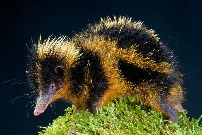 Framed Print : Lowland Tenrec / Hemicentetes semispinosus Framed Print : Lowland Tenrec / Hemicentetes semispinosus