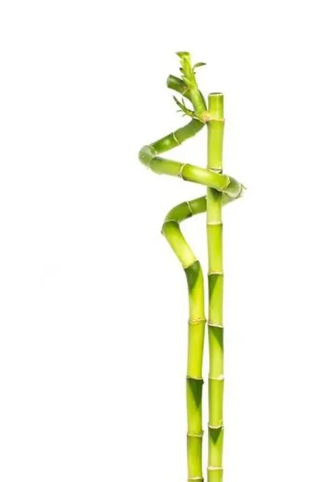 Framed Print : lucky bamboo - Two bamboo sticks closely entwined Framed Print : lucky bamboo - Two bamboo sticks closely entwined