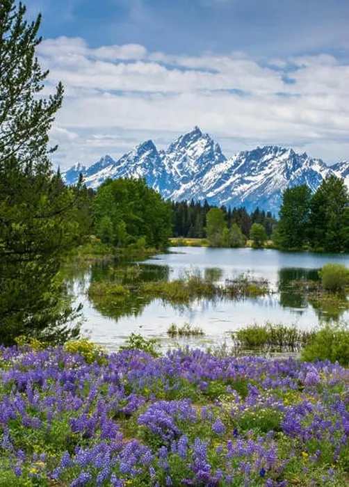 Framed Print : Lupine flowers with the Teton Mountains in the background (Large format sizes available) Framed Print : Lupine flowers with the Teton Mountains in the background (Large format sizes available)