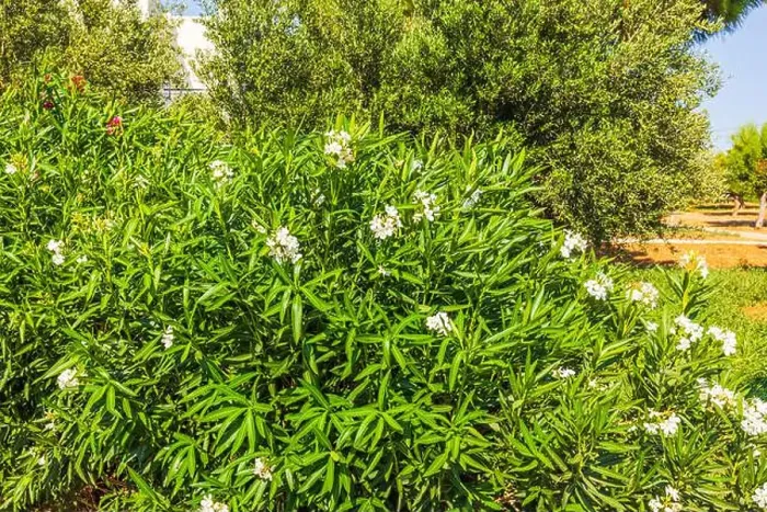 Framed Print : Lush green oleander bush with white flowers in sunny garden. Greece Framed Print : Lush green oleander bush with white flowers in sunny garden. Greece