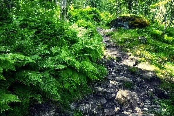 Lush norvegian forest with path and fern bushs. Norway, Europe. Landscape photography