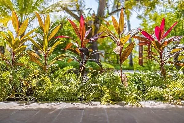 Lush tropical garden with assorted colorful flowers and plants. Abstract colors of fantasy tropical garden with amazing plants and flowers blurry