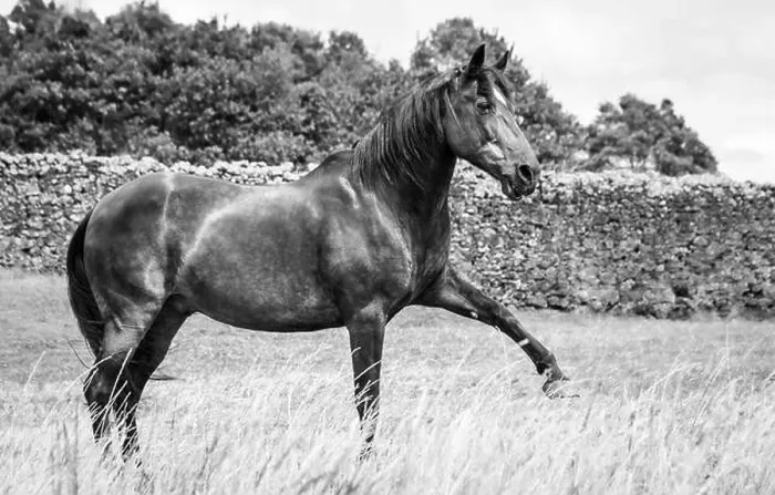 Framed Print : Lusitano horse, spanish walk on the pasture, grass land, outside Framed Print : Lusitano horse, spanish walk on the pasture, grass land, outside