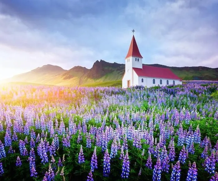 Framed Print : Lutheran Myrdal church surrounded by blooming lupine flowers, Vik, Iceland. Landscape photography Framed Print : Lutheran Myrdal church surrounded by blooming lupine flowers, Vik, Iceland. Landscape photography