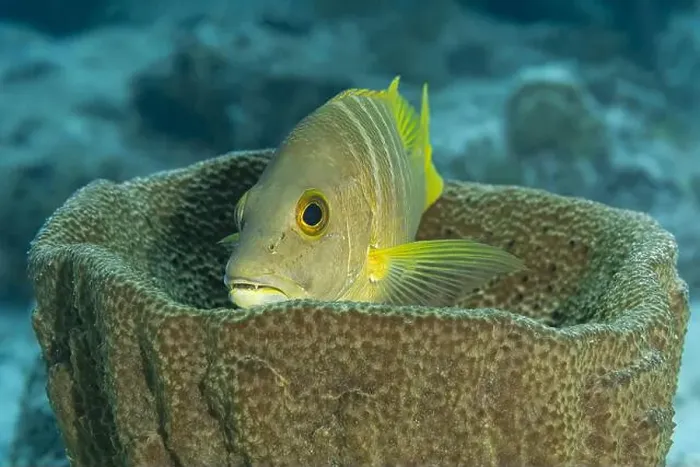 Framed Print : A Lutjanus apodus, commonly known as a schoolmaster snapperr, nestled in a sponge off the coast of Bonaire