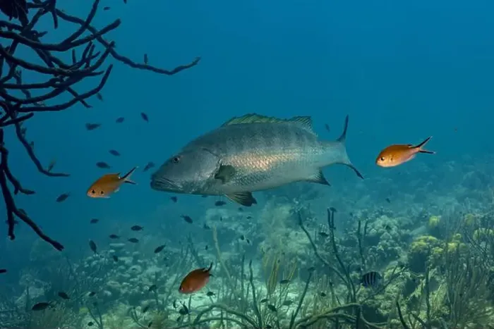 Framed Print : A Lutjanus jocu or dog snapper swims prominently among various smaller reef fish in the clear Framed Print : A Lutjanus jocu or dog snapper swims prominently among various smaller reef fish in the clear