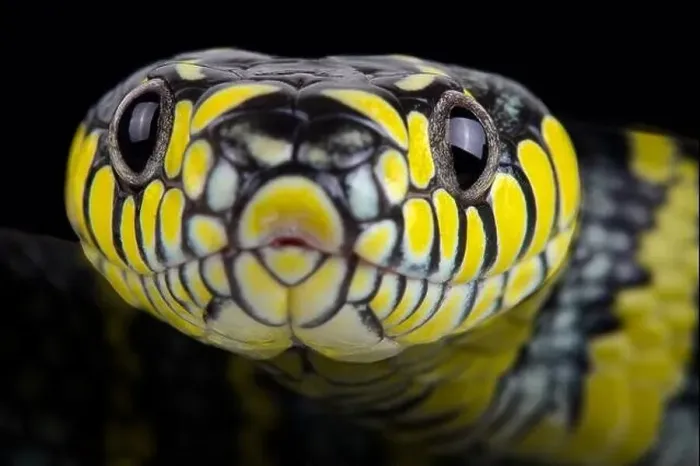 Framed Print : Luzon mangrove snake (Boiga dendrophila divergens) Framed Print : Luzon mangrove snake (Boiga dendrophila divergens)