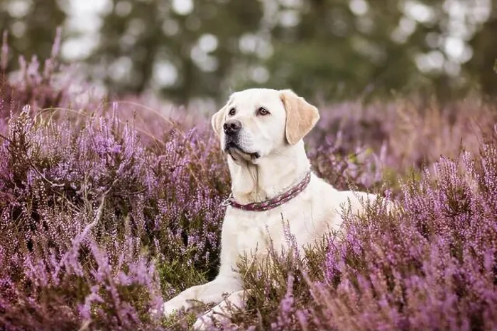 Framed Print : lying Labrador Retriever Framed Print : lying Labrador Retriever