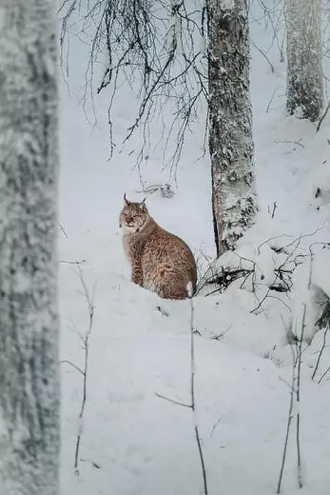 Framed Print : Lynx sat next to tree in snow in wildlife park in Ranua, Lapland Framed Print : Lynx sat next to tree in snow in wildlife park in Ranua, Lapland