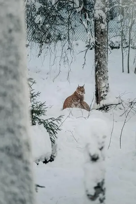 Framed Print : Lynx sitting next to tree in wildlife park in Ranua, Lapland Framed Print : Lynx sitting next to tree in wildlife park in Ranua, Lapland