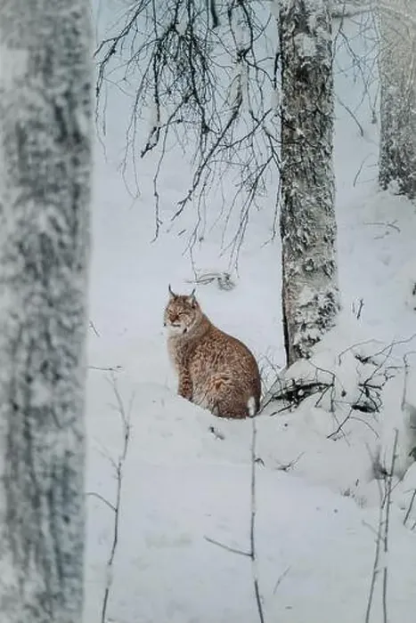 Framed Print : Lynx in snow in wildlife park looking forwards in Ranua, Lapland Framed Print : Lynx in snow in wildlife park looking forwards in Ranua, Lapland