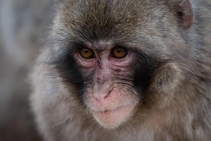 Framed Print : macaque monkey at Arashiyama monkey park, Kyoto, Japan Framed Print : macaque monkey at Arashiyama monkey park, Kyoto, Japan