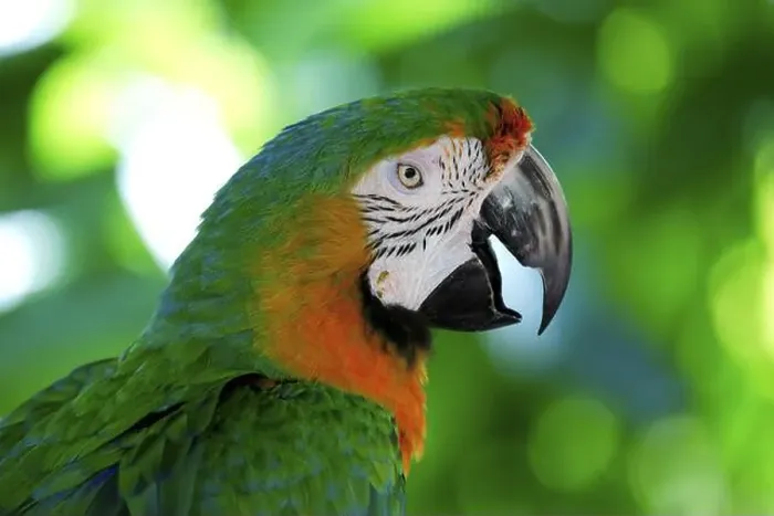 Framed Print : Macaw hybrid (macaw), adult, portrait, calling, Florida, USA, North America Framed Print : Macaw hybrid (macaw), adult, portrait, calling, Florida, USA, North America