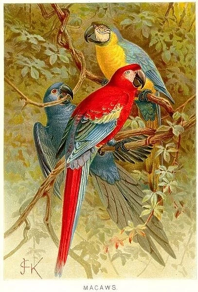 macaws parrot Anodorhynchus Cyanopsitta Primolius Orthopsittaca Diopsittaca