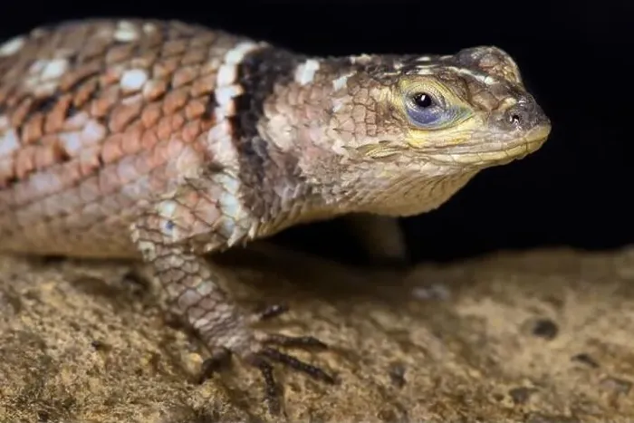 Framed Print : MacDougall's Spiny Lizard (Sceloporus macdougalli) Framed Print : MacDougall's Spiny Lizard (Sceloporus macdougalli)