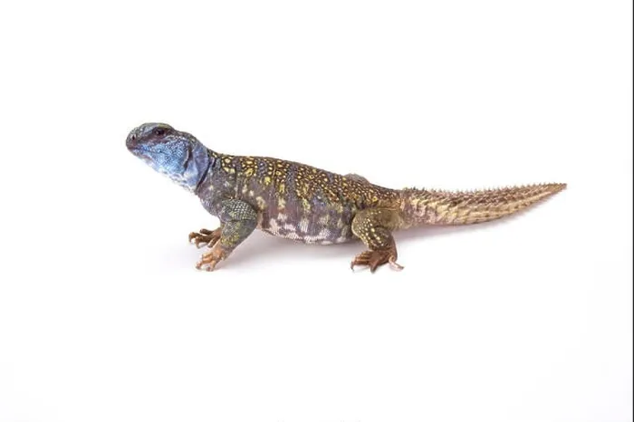 Framed Print : Macfadyen's Mastigure (Uromastyx macfadyeni) Framed Print : Macfadyen's Mastigure (Uromastyx macfadyeni)