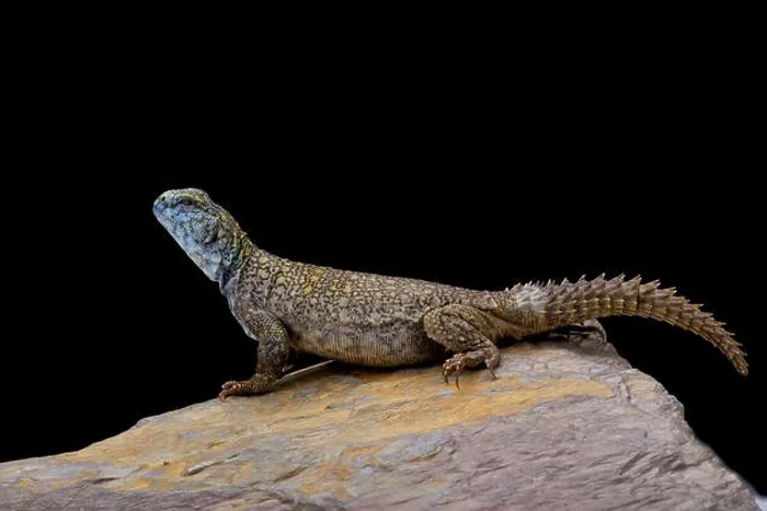 Framed Print : Macfadyen's Mastigure (Uromastyx macfadyeni) Framed Print : Macfadyen's Mastigure (Uromastyx macfadyeni)