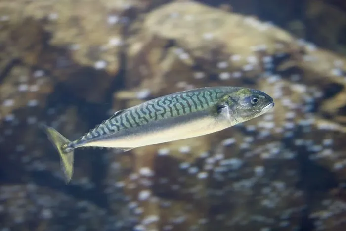 Framed Print : A mackerel in the water Framed Print : A mackerel in the water