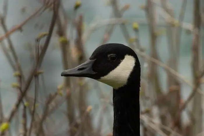 Framed Print : A macro of a Canada goose along the Niagara River Framed Print : A macro of a Canada goose along the Niagara River