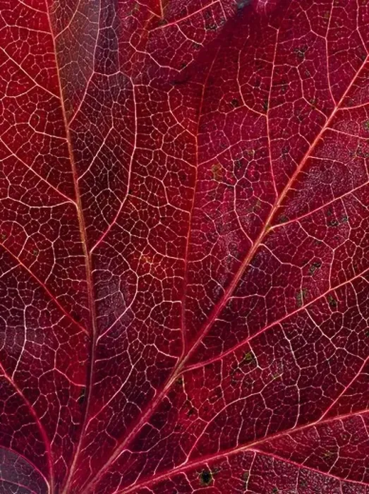 Framed Print : Macro close-up of leaf veins Framed Print : Macro close-up of leaf veins