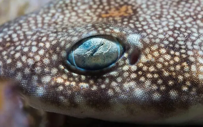 Framed Print : Macro closeup photo of a Puffadder shyshark (Haploblepharus edwardsii) face and eye Framed Print : Macro closeup photo of a Puffadder shyshark (Haploblepharus edwardsii) face and eye