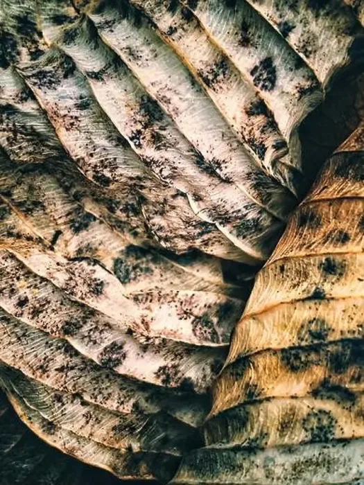 Framed Print : Macro photo of dried leaves