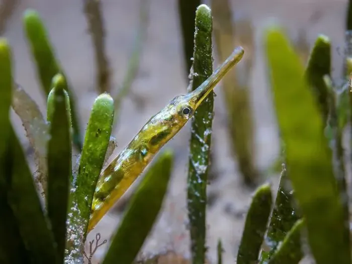 Framed Print : Macro photo of a green Longsnout pipefish (Syngnathus temminckii) hiding in the seagrass Framed Print : Macro photo of a green Longsnout pipefish (Syngnathus temminckii) hiding in the seagrass