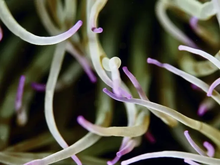 Framed Print : Macro photograph of anemone tentacles of wax rose (Anemonia sulcata) in shades of green and purple Framed Print : Macro photograph of anemone tentacles of wax rose (Anemonia sulcata) in shades of green and purple