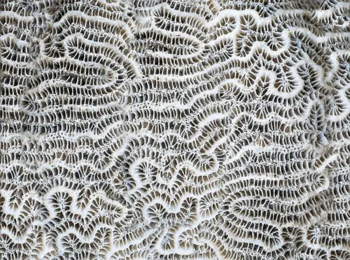 Framed Print : Macro photography. Abstract background coral close-up Framed Print : Macro photography. Abstract background coral close-up