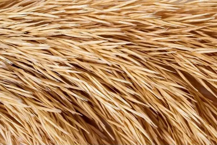 Framed Print : Macro Photography of natural dry straw pattern. Abstract horizontal stripes texture background.. High quality photo Framed Print : Macro Photography of natural dry straw pattern. Abstract horizontal stripes texture background.. High quality photo