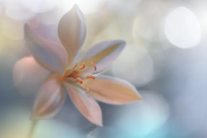 Framed Print : Macro Photography.Floral abstract pastel background with copy space.White flowers in soft style for wedding card.Blue Nature Background.Pure, water Framed Print : Macro Photography.Floral abstract pastel background with copy space.White flowers in soft style for wedding card.Blue Nature Background.Pure, water