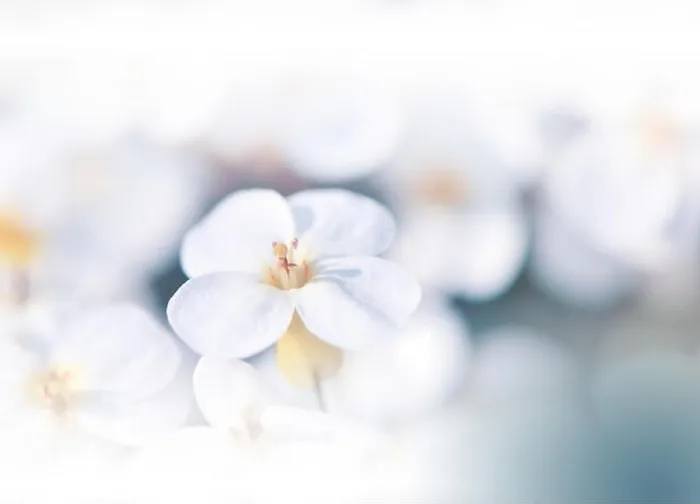 Framed Print : Macro Photography.Floral abstract pastel background with copy space.White flowers in soft style for wedding card.Blue Nature Background.Pure, water Framed Print : Macro Photography.Floral abstract pastel background with copy space.White flowers in soft style for wedding card.Blue Nature Background.Pure, water